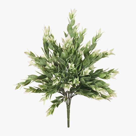 Ruscus Bush Grey White 40cm Pack of 12