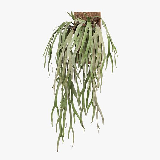 Fern Staghorn Mounted Grey Green 130cm Pack of 2