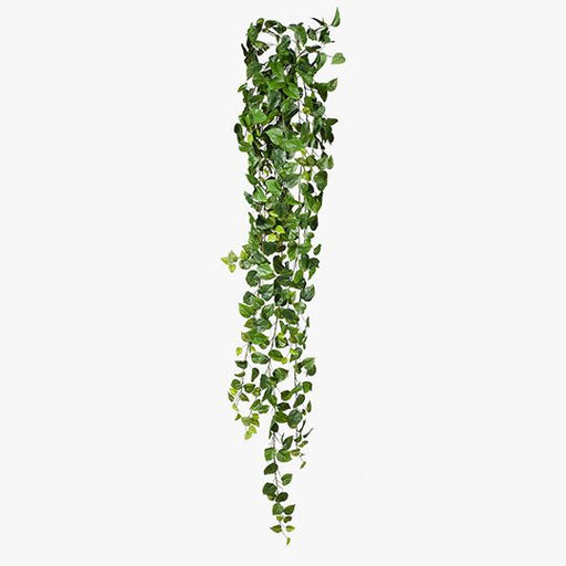 Philodendron Hanging Bush Green 180cm Pack of 4