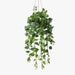 Philodendron Hanging Bowl Green 65cm Pack of 2