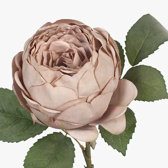 Rose English Antique Pink 53cm Pack of 12