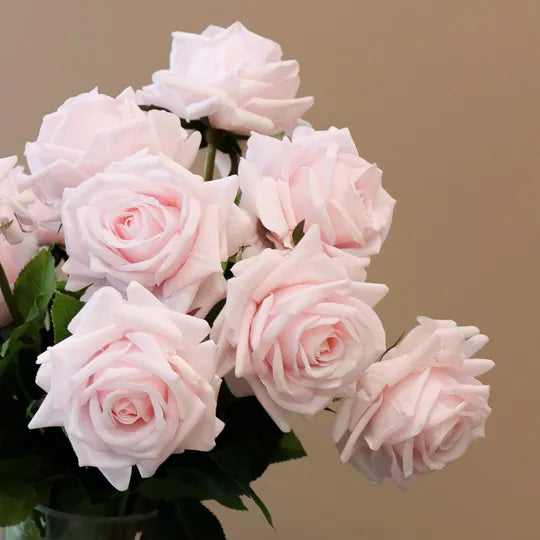 Rose Hannah Light Pink 75cm Pack of 12