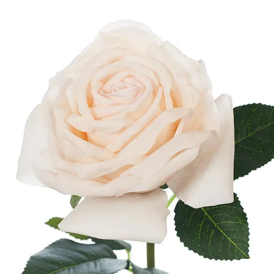 Rose Bella Ivory White 37cm Pack of 12