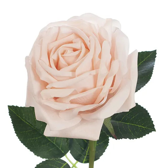 Rose Bella Soft Pink 37cm Pack of 12