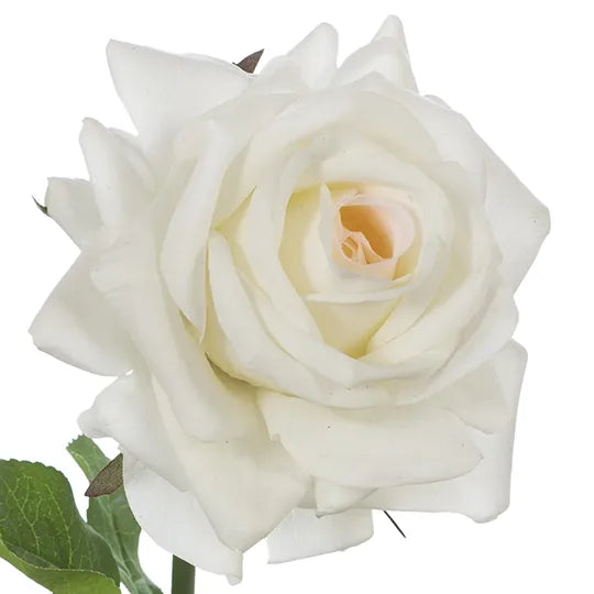 Rose Hannah Ivory White 75cm Pack of 12