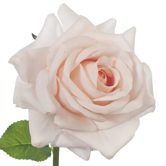 Rose Hannah Soft Pink 75cm Pack of 12