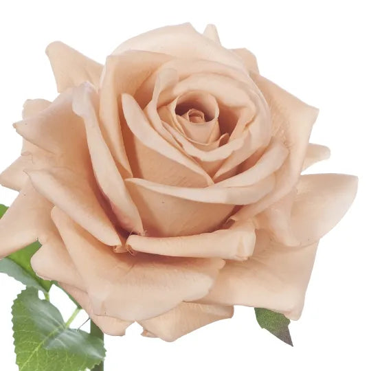 Rose Hannah Blush Pink 75cm Pack of 12