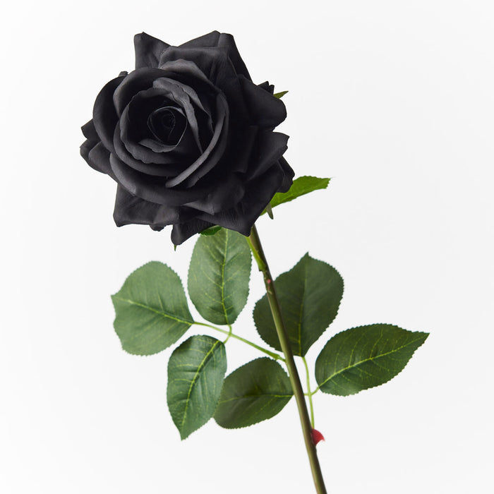 Rose Hannah Black 75cm Pack of 12