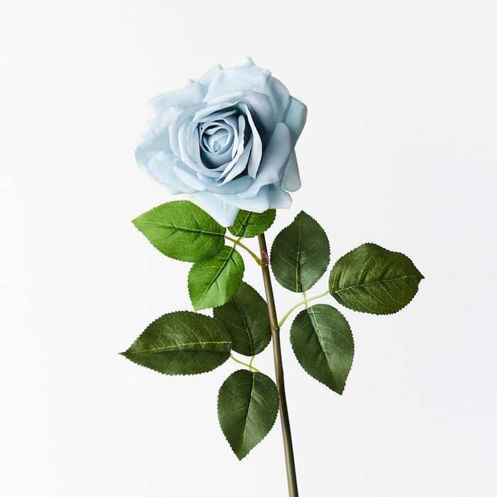 Rose Hannah French Blue 75cm Pack of 12