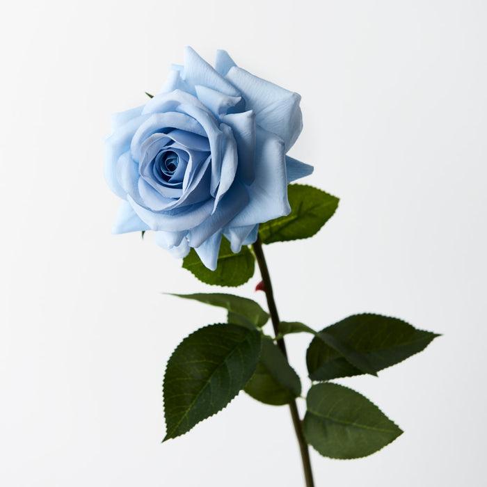 Rose Hannah Ice Blue 75cm Pack of 12