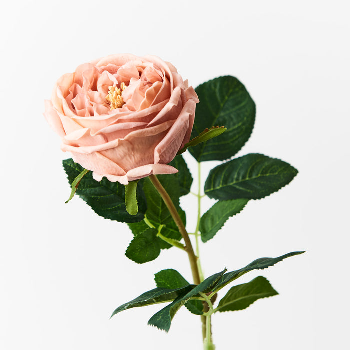 Rose Austin Blush Pink 72cm Pack of 12