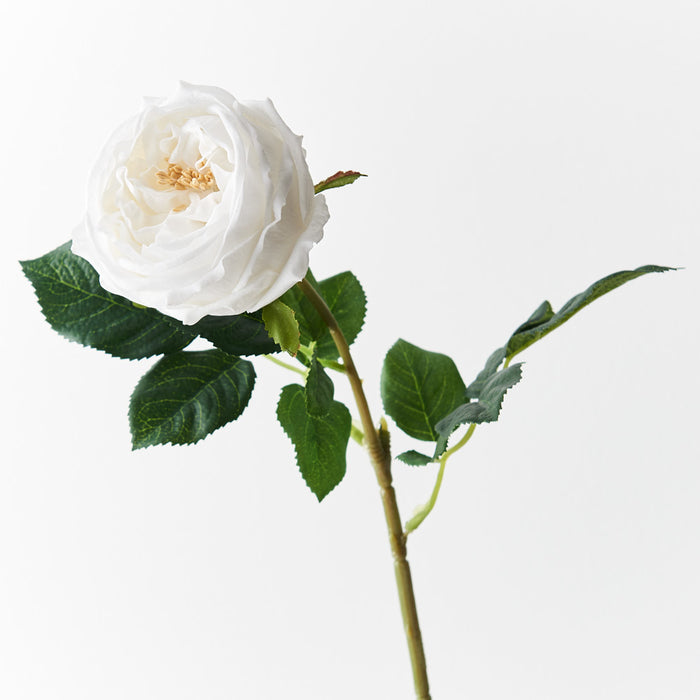 Rose Austin Winter White 72cm Pack of 12