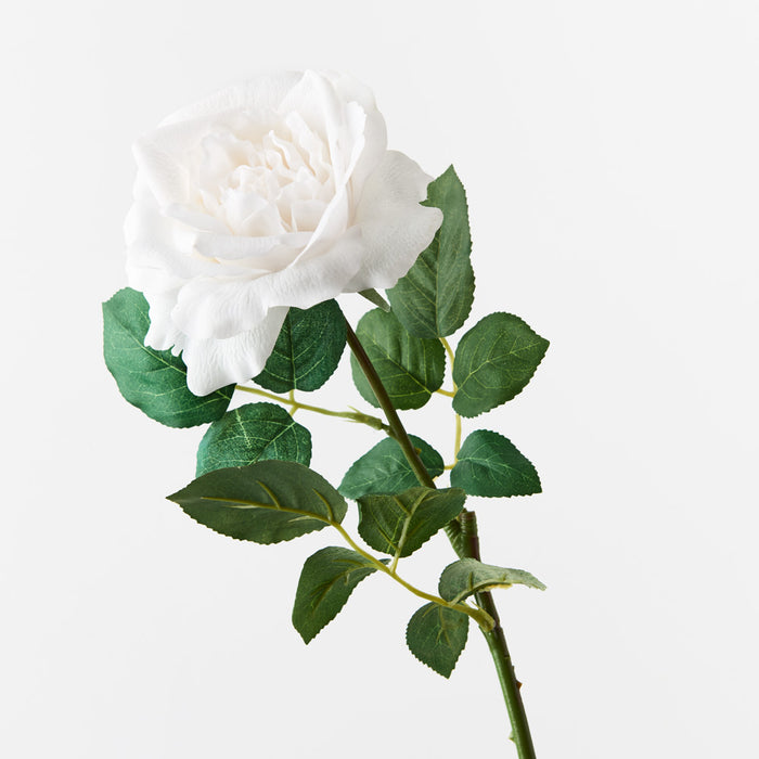 Rose Astrid Winter White 65cm Pack of 12