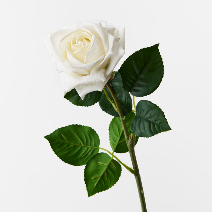 Rose Clara White 60cm Pack of 12