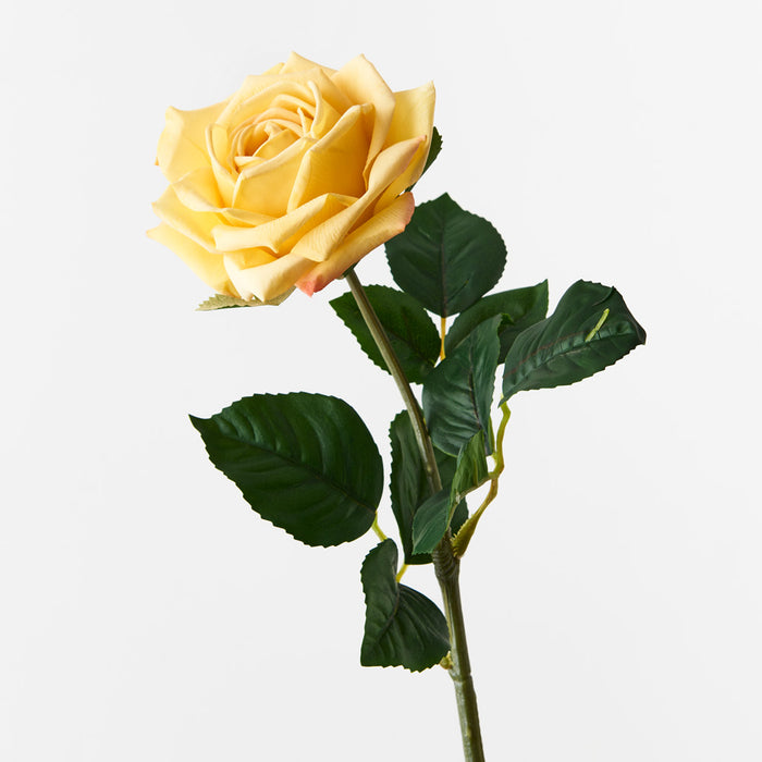 Rose Clara Yellow 60cm Pack of 12