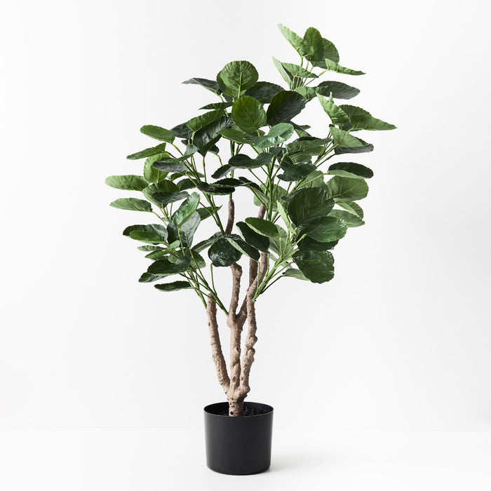 Peperomoides Plant Green 94cm Pack of 2
