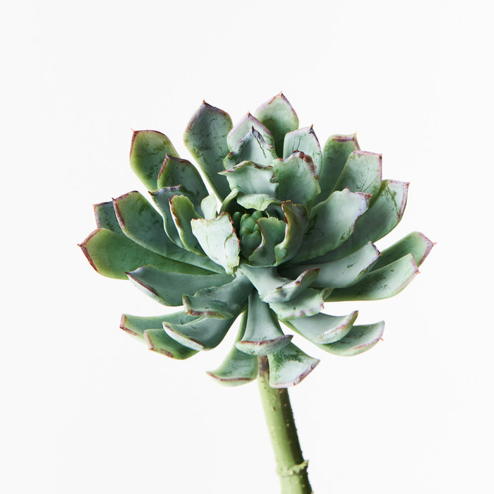 Succulent Stem Green Mauve 18cm Pack of 12