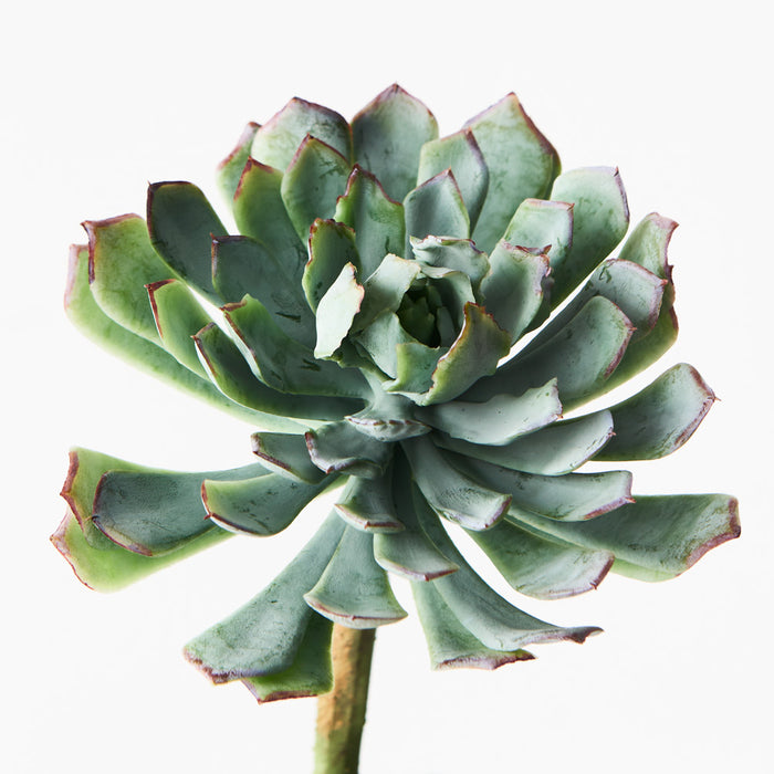 Succulent Stem Green Mauve 20cm Pack of 12