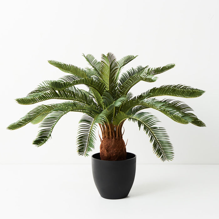 Palm Cycad Green 60cm Pack of 2