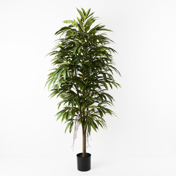 Longifolia Tree 180cm Pack of 2