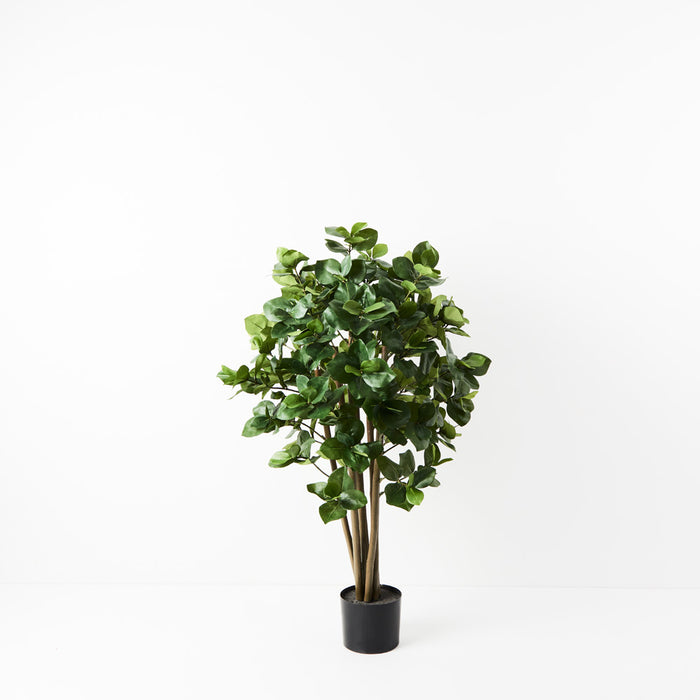 Clusia Tree Green 120cm Pack of 2