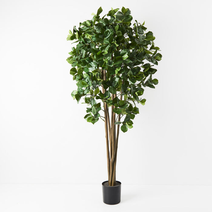 Clusia Tree 180cm Pack of 2