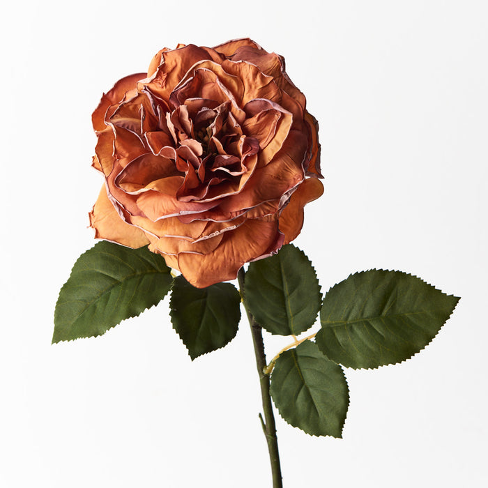 Rose Queen Livia Burnt Orange 65cm Pack of 12