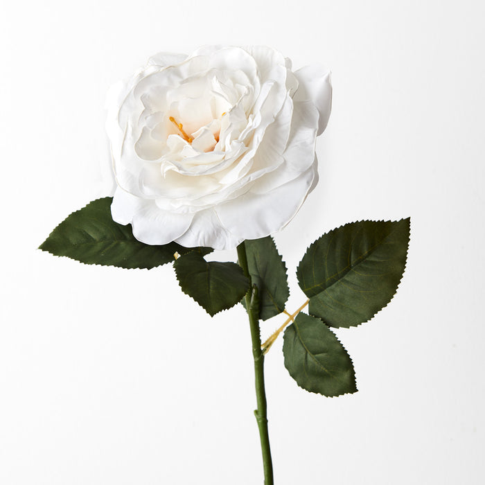 Rose Queen Livia White 65cm Pack of 12