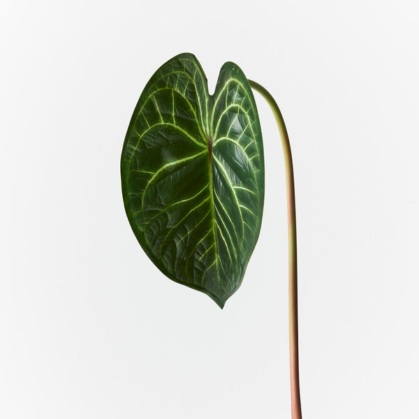 anthurium clarinervium buy australia Artificial Anthurium Clarinervium Leaf Green 56cm Pack of 12 — Flora Designs Australia
