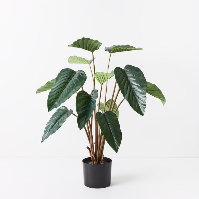 Philodendron Plant Green 80cm Pack of 2