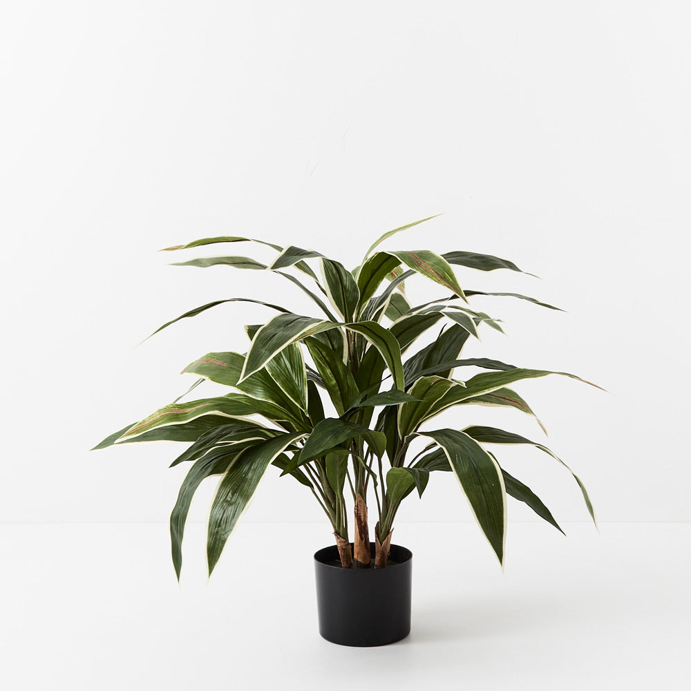 Artificial Cordyline Plant Green White 60cm — Flora Designs Australia