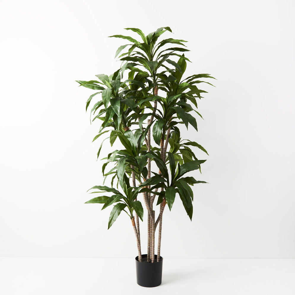 Artificial Dracaena Plant Green 170cm Pack of 2 — Flora Designs Australia