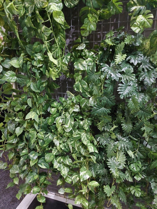 Philodendron Selloum Hanging Bush Green 86cm Pack of 6