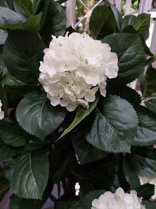 Hydrangea Plant White 60cm Pack of 2