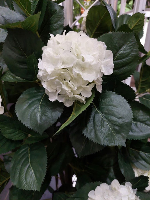 Hydrangea Plant White 120cm Pack of 2