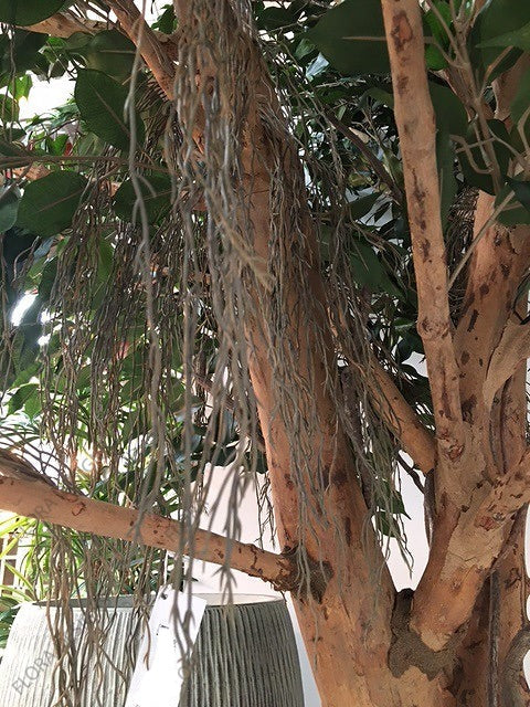 Ficus Exotica Giant Tree 300cm