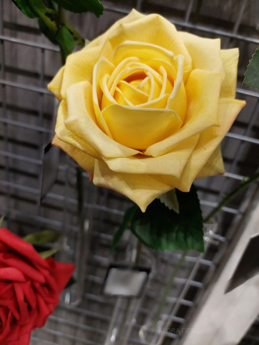 Rose Clara Yellow 60cm Pack of 12