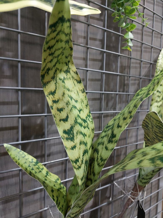 Sansevieria Bush Green 60cm Pack of 12