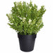 Small Potted Artificial White Jade Plant UV Resistant 20cm